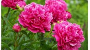 Туровская яжеНемать/что произошло за неделю?