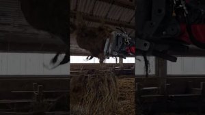 🔴 BRAVOOO BAETI❗️❗️❗️ CHEAR E DE PLINS... LA NOI TRBUE MAI MULTI ASA CA VOI❗️❗️❗️