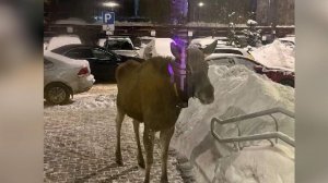 В Подмосковье к людям все чаще стали выходить лоси.