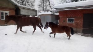 Кто быстрее или хитрее?