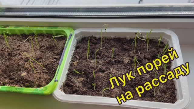 Лук порей на рассаду. 07.02.26 смотреть онлайн