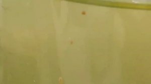 Нашёл рачков в бочке с водой пересилил их в аквариум!!!