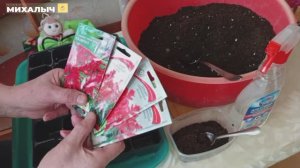 Посев сальвии