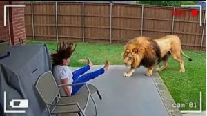 Погони Диких Животных Снятые на Камеру №2