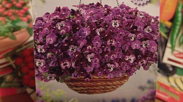 Начинаю посевной сезон 2026 г. в феврале. Что сею.