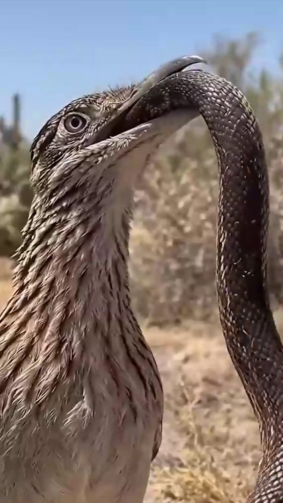 Птичкин завтрак [ai] смотреть онлайн