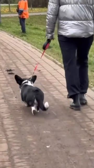 Как пережить утрату любимого питомца? смотреть онлайн