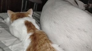 Кошки в моей жизни.Отвечаю на вопрос.