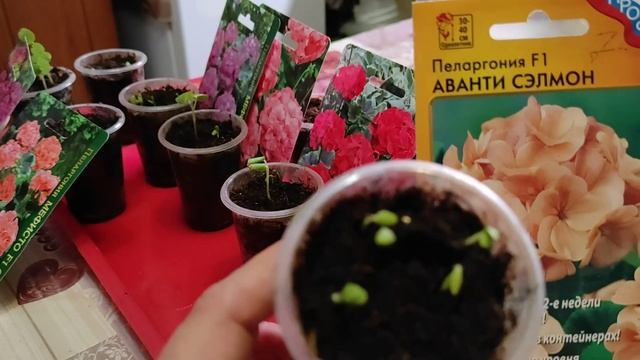 ВЫРАЩИВАНИЕ ПЕЛАРГОНИИ ИЗ СЕМЯН! КАКОЙ ПОЛУЧИЛСЯ РЕЗУЛЬТАТ? #первыевсходы #пеларгонияизсемян #герань смотреть онлайн
