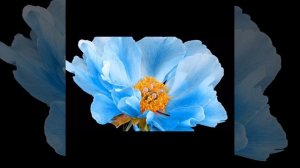 Тень заката