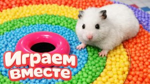 ХОМЯК ВЫБИРАЕТСЯ ИЗ СЕКРЕТНОЙ ХОМЯЧЕЙ ТЮРЬМЫ 🐹 Играем ВМЕСТЕ ! Помогаем выбраться из лабиринта 3