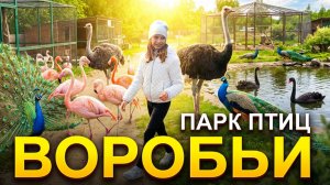 Страусы, лемуры, саймири и розовый фламинго 🦩 Парк птиц "Воробьи" 🌳 Куда пойти с детьми? #outhome