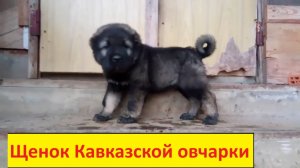 Впервые в деревне. Щенок Кавказской овчарки