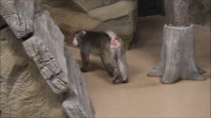 Кайко и Китана всегда наблюдают за посетителями 05.02.2026