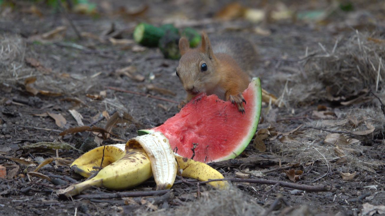 Бельчата. Небольшая зарисовка. Август 2023 смотреть онлайн