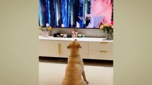 Собаки, которые поднимут вам настроение за 1 минуту