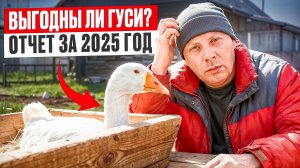 КАК я снизил затраты на корм и получил гуся по 5 кг| ОТЧЁТ за 2025 г| РАСХОДЫ И ДОХОДЫ #МоеПодворье