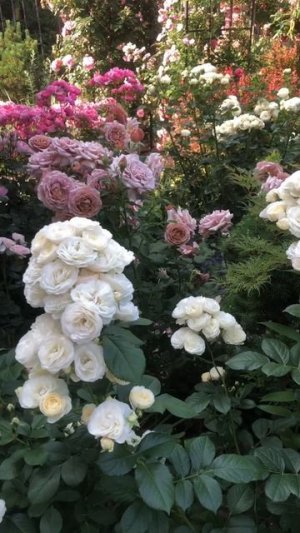 Люблю, когда сад цветёт. Особенно розы🌹🌹🌹🤩