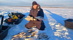 ВОТ ЭТО РЫБАЛКА - ОКУНЬ БОЛЬШЕ СУДАКА. Ловля окуня на балансир. Зимняя рыбалка 2026.