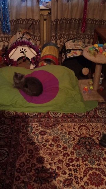 Кот Атос в окружении своей мебели!!! #shorts #котатос #животные #коты #милота смотреть онлайн