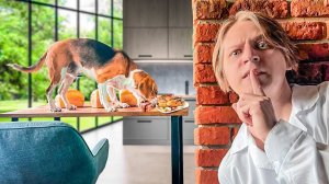 ЧТО ДЕЛАЮТ МОИ ЖИВОТНЫЕ КОГДА МЕНЯ НЕТ ДОМА