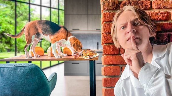 ЧТО ДЕЛАЮТ МОИ ЖИВОТНЫЕ КОГДА МЕНЯ НЕТ ДОМА