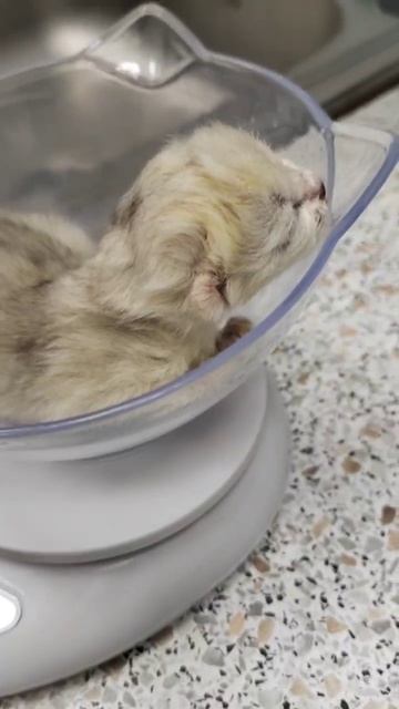 Кесарево сечение кошке смотреть онлайн