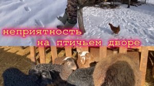 Жизнь в Адыгее/Хищница во дворе/Она их забрала/Выпустили малышей/ Его все нет и нет/