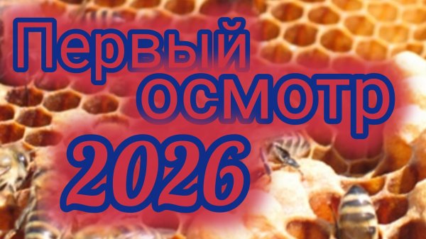 Первый осмотр пчёл в 2026 году 🐝🐝🐝