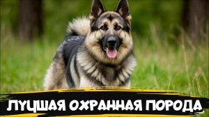 Восточноевропейская овчарка. Чем она лучше немецкой овчарки?