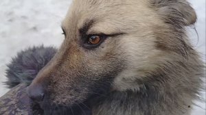У Гроза, скорей всего, скоро будут новые хозяева и новый дом!