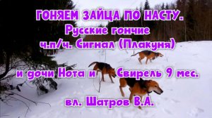 Русские гончие ч.п/ч. Сигнал (Плакуня) и дочи Нота и Свирель 9 мес. вл. Шатров В.А.#охотасгончей