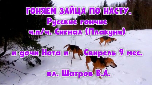 Русские гончие ч.п/ч. Сигнал (Плакуня) и дочи Нота и Свирель 9 мес. вл. Шатров В.А.#охотасгончей