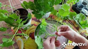 Пеларгония - в феврале- обрезка, укоренение, обзор комнатных
условий.