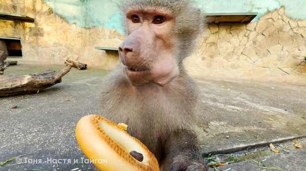 Как ловят обезьян? Люся, Степа и Маня! Есть баранка, есть вода - голодным не будешь никогда!