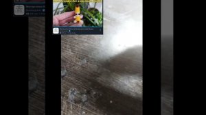 Максимально тупое и кринжовое видео но если хотите сплетите такого же котика