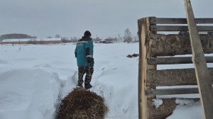 мы сегодня вдвоем убираем в стайке