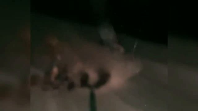 айайай, что за тигры, отметили новый год с кайфом