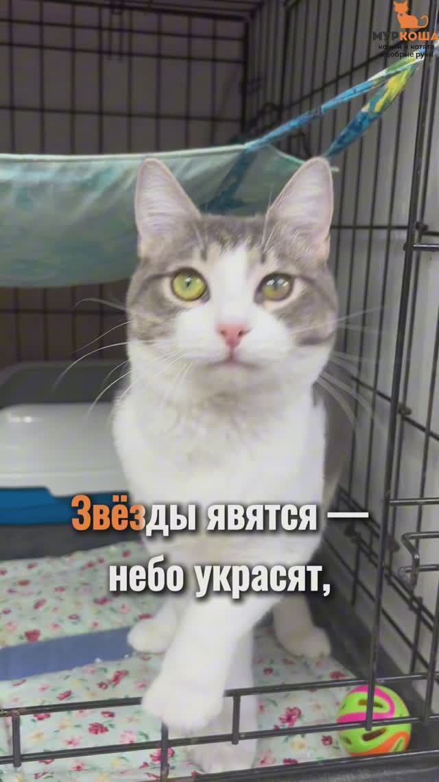 Альтаир ждёт вас в приюте #Муркоша смотреть онлайн