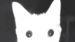 страдаю фигнёй 2