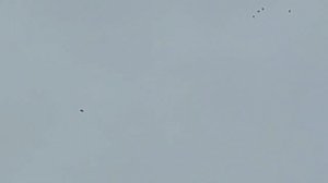 Ястреб порвал голубя, зашиваем