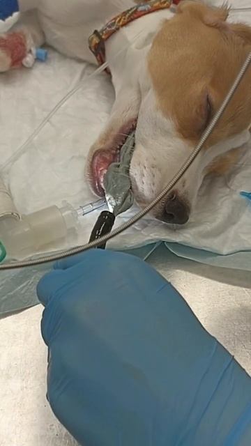 Извлечение инородного тела из желудка собаки эндоскопически смотреть онлайн