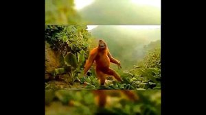 Диана Анкудинова, Саша Капустина и немного не диких обезьян