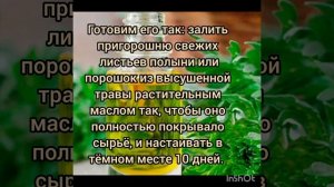 Рецепт полынного масла.
