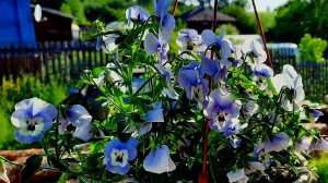 ВИОЛА взойдет даже у новичков!! Самый удачный способ посева ВИОЛЫ и ГВОЗДИКИ!