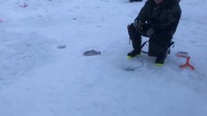 поимка форели на активную снасть