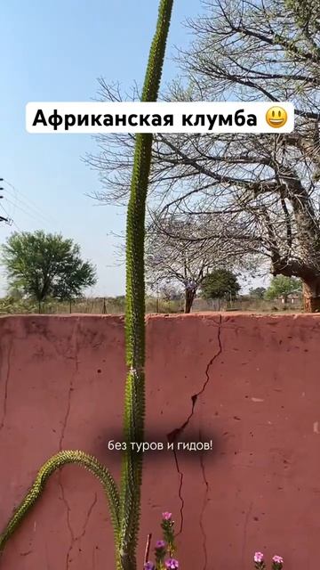 Гигантский кактус😳 мы в деревне ЮАР, где туристы - редкость. Едем в парк Крюгер с северного входа смотреть онлайн