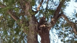 ТАЙЛАНД. ПАТТАЙЯ. ВОЕННЫЙ ПЛЯЖ. ОБЕЗЬЯНЫ-ВОРОВКИ