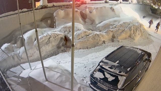 Лиса в Москве январь 2026г.
