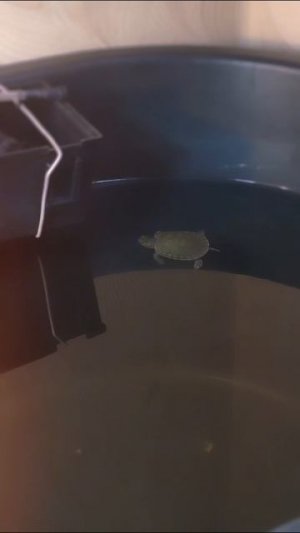 Чепа на прогулке - красноухая черепашка Манго!